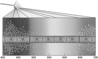 <strong>  The following questions refer to the figure above illustrating the results from Engelmann's investigation. Engelmann's experiment was designed to determine</strong> A) what wavelengths comprise visible light. B) what colors are contained in visible light. C) if bacteria are attracted to oxygen. D) if photosynthesis releases oxygen. E) none of these. <div style=padding-top: 35px> 