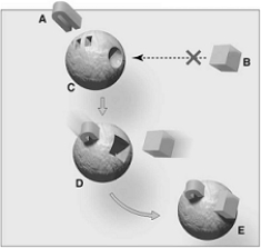 <strong> The following questions refer to the figure above. The figure above represents</strong> A) an exergonic reaction. B) a metabolic pathway. C) allosteric inhibition. D) allosteric activation. E) all of these.