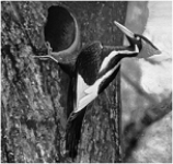 <strong> The image of the animal shown above caused quite a media frenzy in recent years due to reports that it was not extinct.What is it?</strong> A) blue-footed booby B) ivory billed woodpecker C) dodo bird D) red caucaded woodpecker E) none of these