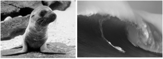 <strong> Both the large waves and starvation of marine mammals was caused by</strong> A) El Niño. B) El Diablo. C) El Minator. D) El Laborador. E) none of these.
