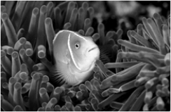 <strong> The range of all factors that influence whether a species can obtain resources essential for survival and reproduction is its</strong> A) habitat. B) niche. C) carrying capacity. D) ecosystem. E) community.