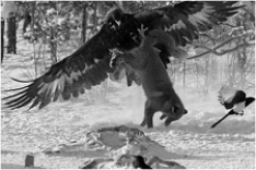 <strong> The image in the above photograph is a prime example of</strong> A) double mutualism. B) associative commensalism. C) interference competition. D) team predation. E) parasitism.