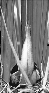 <strong> The animal in the above figure is using ____ for protection.</strong> A) mimicry B) display behavior C) warning coloration D) chemical defenses E) camouflage