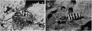 <strong> The images above are an example of</strong> A) mimicry. B) display behavior. C) warning coloration. D) chemical defenses. E) camouflage.