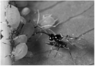 <strong> The photograph above of the aphid and the wasp is an example of</strong> A) mimicry. B) display behavior. C) warning coloration. D) chemical defenses. E) biological control of pests.