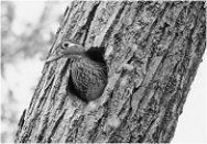 <strong> The animal in the above photograph was adversely affected by ____ and is making a comeback thanks to ____.</strong> A) global cooling; heat producing chemical added to their diet B) sexually transmitted viruses; a new vaccine C) limited number of natural cavities; artificial nesting boxes D) high incidence of males being born; transplantation of females from other areas E) all of these