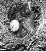 <strong> The above figure of a young cuckoo pushing a resident age out of the nest demonstrates</strong> A) imprinting behavior. B) displaying instinctive behavior. C) feeding a social parasite. D) a learned behavior. E) all of these.