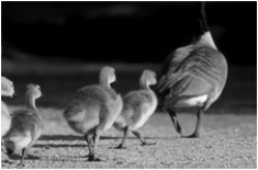 <strong> The above figure of goslings (baby geese) following their mother demonstrates</strong> A) imprinting behavior. B) displaying instinctive behavior. C) feeding a social parasite. D) a learned behavior. E) all of these.