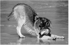 <strong> The above figure is of a wolf behavior which tells others</strong> A) to prepare for a fight. B) that the wolf is subordinate and won't be a threat. C) that it wants to mate. D) that it wants to play. E) none of these.