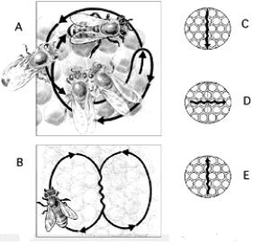 <strong> Use the figure above illustrating honeybee dances to answer the following questions. A dance that recruits other bees into foraging directly toward the sun is indicated by</strong> A) A. B) B. C) C. D) D. E) E.
