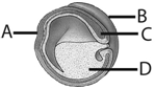 <strong> Use the figure above to answer the following questions. The letter C from the above figure represents</strong> A) ectoderm. B) endoderm. C) mesoderm. D) neural plate. E) yolk.