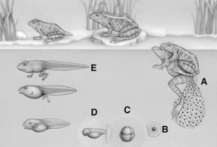 <strong> The following questions refer to the figure above illustrating frog development. Apoptosis is occurring at</strong> A) A. B) B. C) C. D) D. E) E.