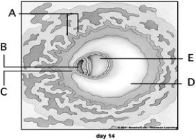 <strong> Use the figure above showing developmental day 14 to answer the following questions. The yolk sac is indicated by</strong> A) A. B) B. C) C. D) D. E) E.