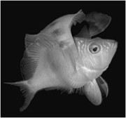 <strong> Which of the following is NOT an advantage of asexual reproduction?</strong> A) Asexual reproduction is faster than sexual reproduction. B) Individual organisms do not have to seek mates. C) Asexual reproduction promotes variation. D) Asexual reproduction is less energetically costly than sexual reproduction. E) In stable environments the offspring are as well adapted as the parents.