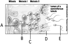<strong> Use the figure above showing spermatogenesis to answer the following questions. Diploid stage(s) is(are) indicated by</strong> A) A. B) B. C) C. D) D. E) B, C, and D.