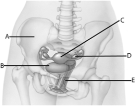 <strong> Use the figure above to answer the following questions. The letter E above represents</strong> A) uterus. B) ovary. C) vagina. D) urinary bladder. E) pelvic girdle.