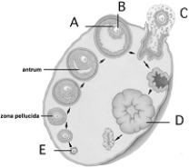 <strong> Use the figure above showing cyclic events in a human ovary to answer the following questions. Ovulation is indicated by</strong> A) A. B) B. C) C. D) D. E) E.