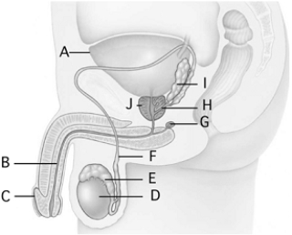 bulbourethral gland