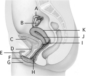 <strong> The process that normally exerts the greatest control over the water balance of an individual is</strong> A) sweating. B) elimination in feces. C) kidney function. D) evaporation through the skin. E) respiratory loss.