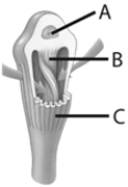 <strong> The letter B from above represents which of the following?</strong> A) nucleus of the flame cell B) small capillaries which allow water to freely diffuse into the planarian C) sexual reproductive organ of the planarian D) cilia which flick to draw fluid into the planarian E) none of these