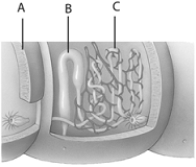 <strong> The letter C from above represents which of the following?</strong> A) the excretory pore B) loops where blood vessels take up solutes from the blood C) sexual reproductive organ of the planarian D) cilia which flick to draw fluid into the planarian E) none of these