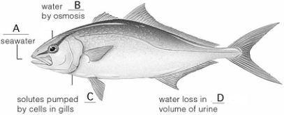 <strong> Use the figure above showing a marine bony fish to answer the following questions. The subunit of a kidney that purifies blood and restores solute and water balance is the</strong> A) glomerulus. B) loop of Henle. C) nephron. D) ureter. E) peritubular capillary.