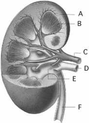 <strong> Use the figure above to answer the following questions. The source of blood for the glomerular capillaries is indicated by</strong> A) A. B) B. C) C. D) D. E) E.