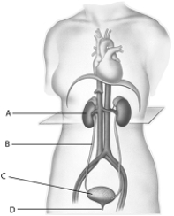 <strong> The letter D in the above figure represents</strong> A) a kidney. B) a urethra. C) a urinary bladder. D) a ureter. E) water.