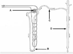 <strong> Use the figure above to answer the following questions. The region(s) where hormonal adjustment to solute and volume levels occur(s) is(are) indicated by</strong> A) A. B) B. C) C. D) D. E) C and D.