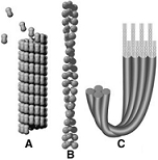 <strong> The following questions refer to the figure above. Which of the following is true of the structure labeled B?</strong> A) It is composed of tubulin subunits. B) It is composed of actin subunits. C) It is a microtubule. D) It is an intermediate filament. E) It is found in cells that give rise to nails and hair.