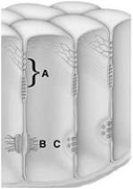 <strong> The following questions refer to the figure above illustrating various types of cell junctions. The cell junction labeled B in the figure</strong> A) prevents movement of materials between cells. B) allows passage of a signal to contract heart muscles. C) allows the free passage of materials between cells. D) is found mostly in stomach tissue. E) is found in most tissues except heart muscle.