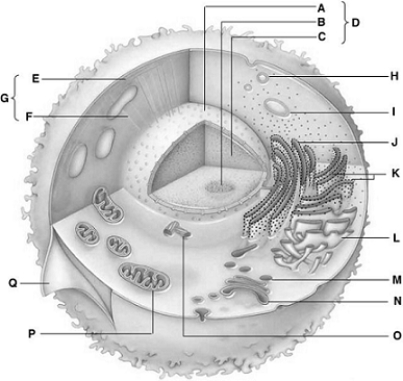 DNA + nucleoplasm