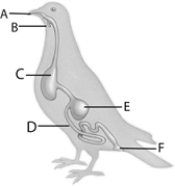 <strong> Use the figure above to answer the following questions. Moistening and lubrication of food occurs in the human</strong> A) mouth. B) esophagus. C) stomach. D) duodenum. E) jejunum.