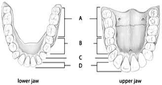 <strong> Use the figure above to answer the following questions. The second structure encountered in a biopsy of the stomach is the</strong> A) mucosa. B) submucosa. C) longitudinal muscle layer. D) circular muscle layer. E) serosa.