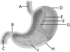 <strong> Use the figure above to answer the following questions. Which of the following are the largest projections of the small intestine surface?</strong> A) microvilli B) cilia C) villi D) brush borders. E) duodena