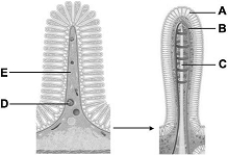 <strong> The following questions refer to the figure above. The structures illustrated in the figure are found in the</strong> A) mouth. B) esophagus. C) stomach. D) small intestine. E) colon.
