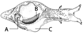 <strong> The letter B in the above figure represents its</strong> A) shell. B) mantle. C) gills. D) siphon. E) none of these.