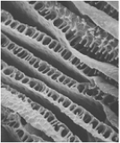 <strong> Countercurrent flow in the respiratory systems of fish is a mechanism that accounts for</strong> A) oxygen uptake by blood capillaries in the gills. B) ventilation across fish gills. C) the transport of blood from the gills to the fish's heart. D) the transport of blood from the heart to the fish's main body mass. E) the flow of blood in gills as opposed to the flow of blood in the main body mass of fish.