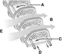 <strong> The following questions refer to the figure above showing a fish gill filament. Which of the following is(are) characteristic of some amphibians?</strong> A) gills B) exchange of some gases occurs across their skin. C) lungs for oxygen uptake D) skin for carbon dioxide removal E) all of these
