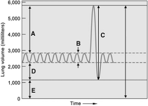 <strong> The following questions refer to the figure above. Ventilation by an individual exercising strenuously is indicated by</strong> A) A. B) B. C) C. D) D. E) E.