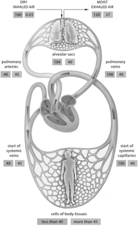 <strong> Use the figure above to answer the following questions. What is the partial pressure of oxygen at the start of the systemic capillary beds?</strong> A) 40 mm Hg B) 100 mm Hg C) 70 mm Hg D) 104 mm Hg E) all of these