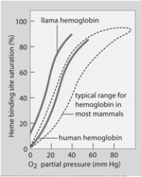 <strong> At what partial pressure of oxygen do half the heme groups in human blood have oxygen bound?</strong> A) 30 mm Hg B) 100 mm Hg C) 70 mm Hg D) 104 mm Hg E) all of these