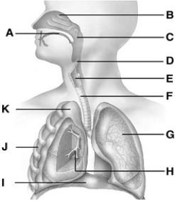 lung