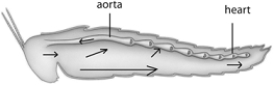 <strong> The animal in the above diagram has a ____ circulatory system.</strong> A) closed B) open C) semi-closed D) vascular E) none of these