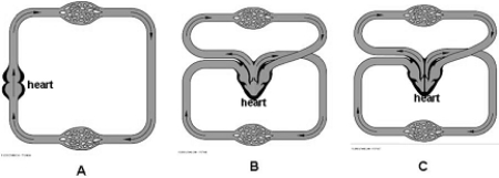 <strong> Use the figure above to answer the following questions. A fish circulatory system is indicated by</strong> A) A. B) B. C) C. D) both A and B. E) none of these.