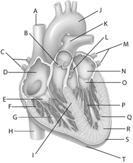 <strong> Use the figure above to answer the following questions. The anatomical structure identified with the letter R in the figure above is the</strong> A) cardiac muscle. B) pulmonary veins. C) inferior vena cava. D) right atrium. E) heart apex.