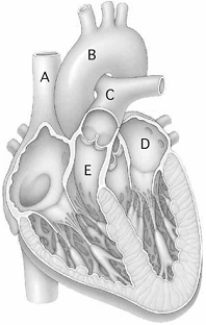 <strong> Use the figure above to answer the following questions. Oxygen-poor blood circulates through</strong> A) A. B) B. C) C. D) D. E) A, C, and E.