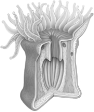 <strong> The organism in the above photograph has which of the following structural systems?</strong> A) cartilaginous B) bone C) hydrostatic D) chitinous E) none of these