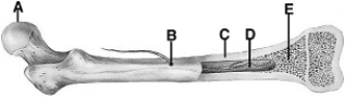 <strong> The following questions refer to the figure above of a human femur. The nutrient canal is indicated by</strong> A) A. B) B. C) C. D) D. E) E.