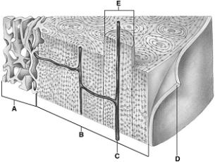 <strong> The following questions refer to the figure above of a section through bone. When calcium levels rise, the ____ secrete(s) ____, which ____ osteoclast activity.</strong> A) parathyroids; calcitonin; suppresses B) thyroid; calcitonin; suppresses C) thyroid; calcitonin; enhances D) thyroid; PTH; suppresses E) parathyroids; PTH; enhances